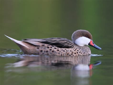 25 Types Of Ducks In Florida (With Pictures) - Animal Hype