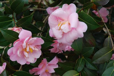 Growing Zone 6 Hardy Camellias 101 | What Grows There :: Hugh Conlon, Horticulturalist ...