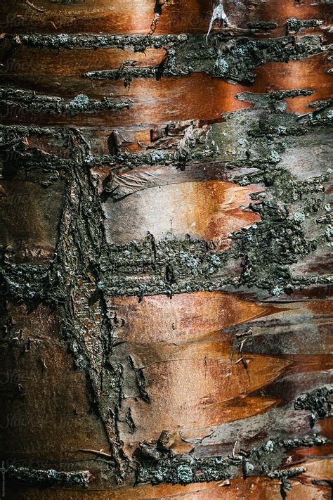 «Tree Trunk With Bark Closeup» del colaborador de Stocksy «Ilya» - Stocksy