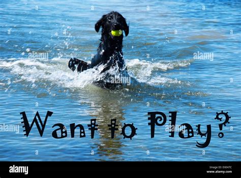 Dog With Ball In Water Want To Play Stock Photo - Alamy