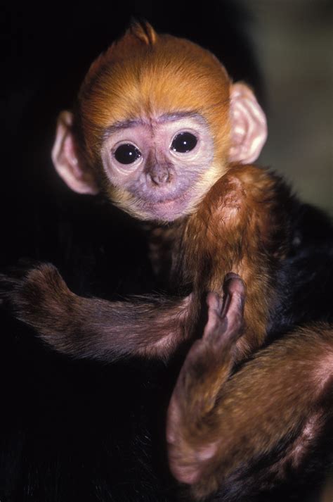 27+ List Different Types of Monkeys Facts and Information | Types of monkeys, Monkey pictures ...