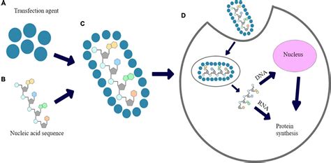 Frontiers | An Overview of Methods and Tools for Transfection of ...