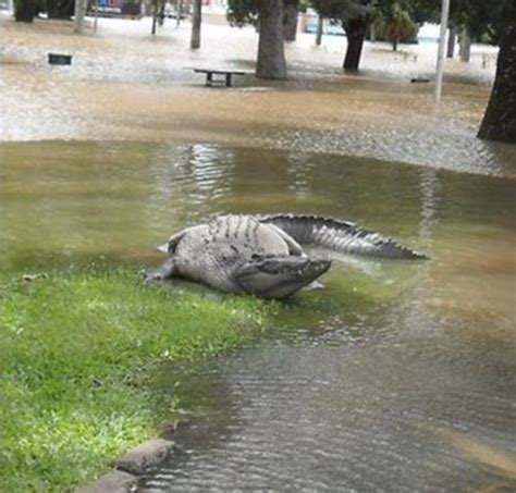 Australia floods: Rescue teams face-to-face with 6 foot crocodile in street | Daily Mail Online