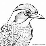 Woodpecker Coloring Pages  Free & Printable sketch template