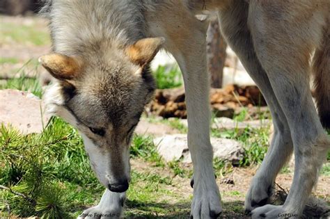 "Natural World" Through My Camera: Coyote or Wolf? For Some It Can Be ...