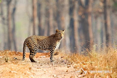 Bandipur Tiger Reserve and Bandipur National Park