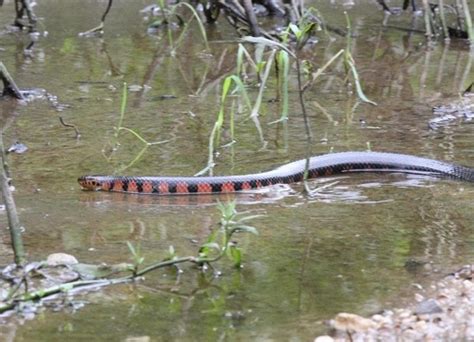 10 Facts About the Mud Snake (Eastern USA) - Snake Radar