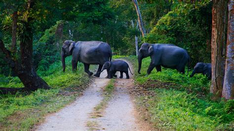 Kerala Wildlife Tour Packages- Best Wildlife Tours & Holiday Packages ...