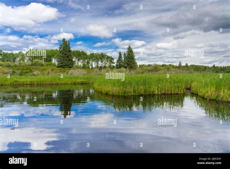 The Ominnik Marsh wetlands in Riding Mountain National Park, Manitoba, Canada Stock Photo - Alamy