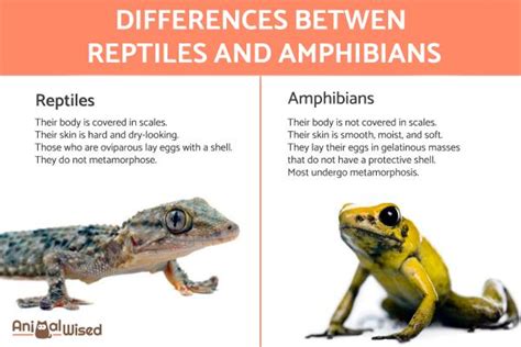 Reptiles Vs. Amphibians - Differences Explained With Examples & Photos