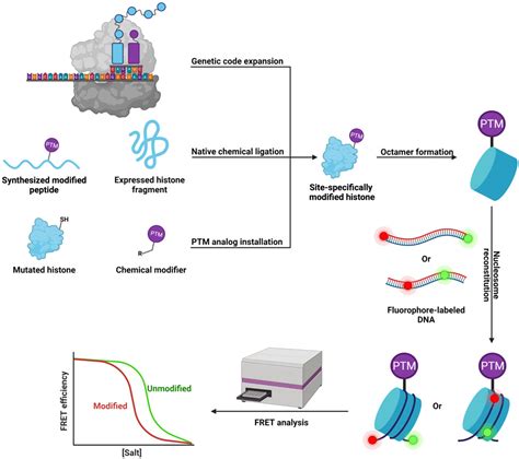 Histone Octamer Structure