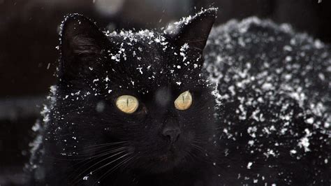 Black Cat, Snow, Majestic for iMac 27 inch - Maiden, 2560X1440 Cat HD ...