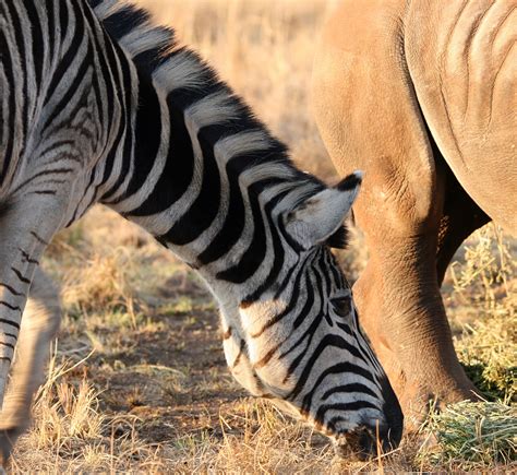 Burchell's Zebra Free Stock Photo - Public Domain Pictures