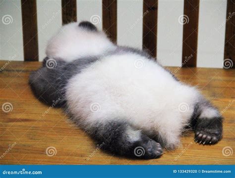 Sleeping baby panda editorial image. Image of breeding - 133429320