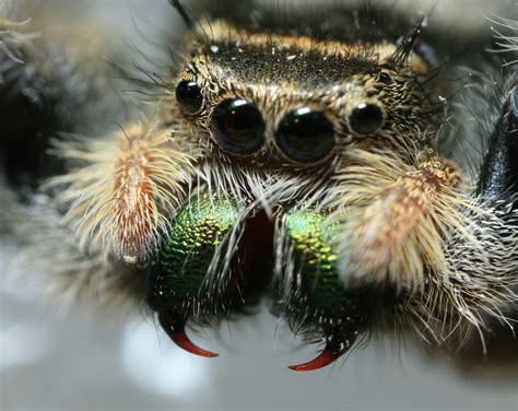 Jumping Spider Fangs | Same Jumper. I think I got too close,… | Flickr