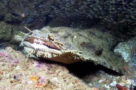 Wobbegong Shark – "OCEAN TREASURES" Memorial Library