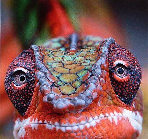 Lizard Face Photograph by Gunter Hortz - Pixels