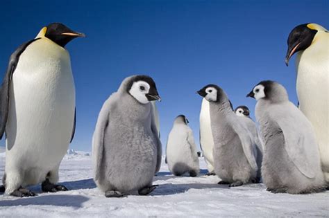 According to a study by the British Antarctic Survey (BAS), Halley Bay ...