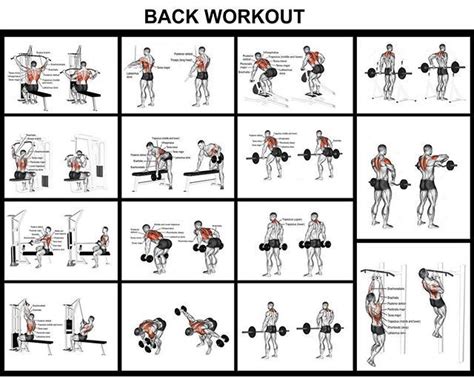 Back Workout complete guide | Exercice gym, Exercice musculation, Musculation