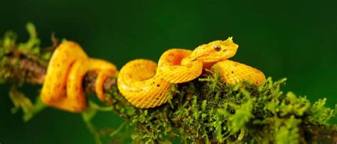 Meet The 10 Most Beautiful Yellow Animals in the World - AZ Animals