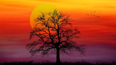 Download Sunset, Nature, Silhouette. Royalty-Free Stock Illustration ...