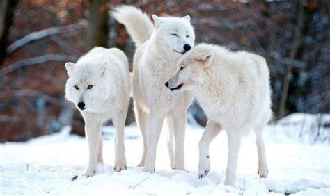 Introducir 62+ imagen imagenes lobos blancos - Abzlocal.mx