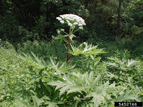 Giant Hogweed in Maryland: Identification & Management | University of ...