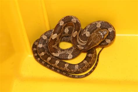 Black, Rat, Snake, Rat, Snake, Snake, Reptile, Juvenile, Snake Free ...