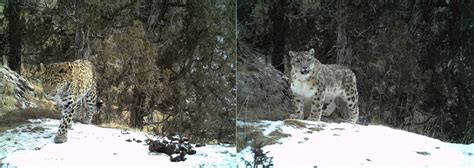 🔥 Common Leopard and Snow Leopard both seen in China's Sanjiangyhan ...