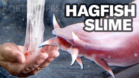 Hagfish Slime Uses