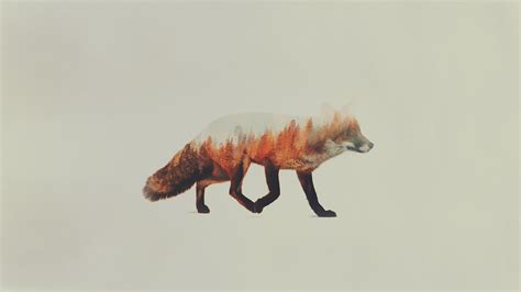 Cool Fox Wallpapers on WallpaperDog