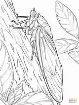 Green Grocer Cicada coloring Page  Free Printable Coloring Pages sketch template