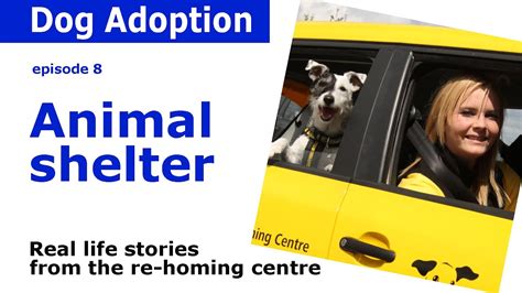 Animal shelter stories from Dogs Trust | Episode 8 - YouTube