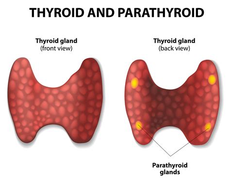 Images Of Thyroid And Parathyroid Glands