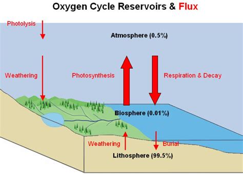 How does oxygen occur in nature? Explain Oxygen cycle in detail.