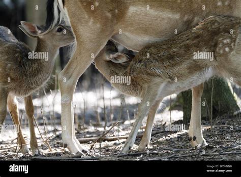 Fallow deer, fawns Stock Photo - Alamy