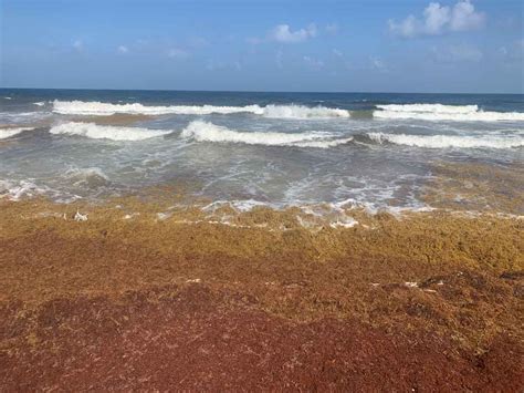 Sargassum seaweed invades the Caribbean beaches