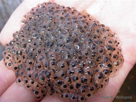 Southern Leopard Frog eggs | The Bottom Drawer | Pinterest | Frog eggs