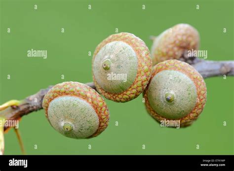 Northern Red Oak (Quercus rubra), acorns, North Rhine-Westphalia ...