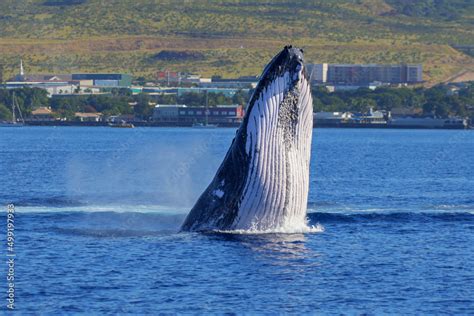 Humpback whale breaching the waters between Maui and Lanai islands in ...