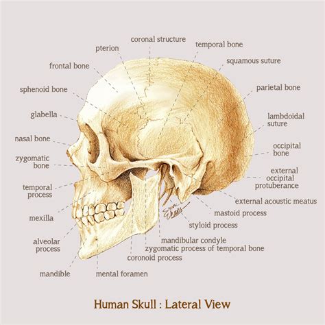 Skull Anatomy Drawing - Drawing.rjuuc.edu.np