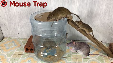 Water Bottle Mouse Trap/Idea Mouse Trap Homemade/Automatic saving a lot of Mice/Mouse & Trap ...