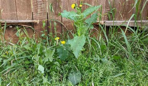 Sonchus Oleraceus: Facts, benefits, grow and care tips