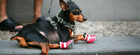 5 Best Dog Boots for Hot Pavement & Long Walks - Check it Out!