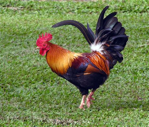 Guide to Backyard Chicken Breeds | HubPages