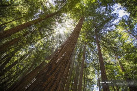 Redwood trees in Muir Woods National Monument in California — low angle ...