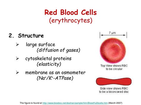 PPT - Biochemistry of Blood Elements PowerPoint Presentation, free ...