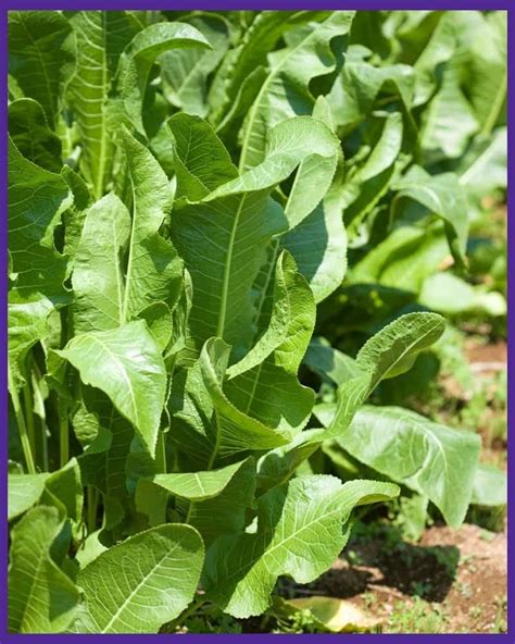 Harvesting Horseradish - How and When to Harvest Horseradish - Together ...