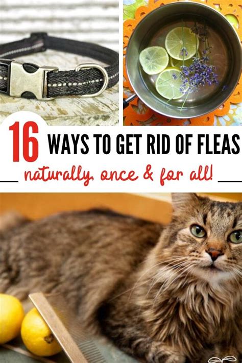How to Get Rid of Fleas: 16 Effective Home Remedies for Fleas