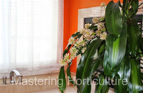 Mastering Horticulture: Fortune Plant (Dracaena fragrans)